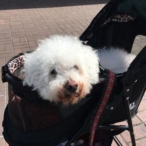 Meet your Posher, Louie